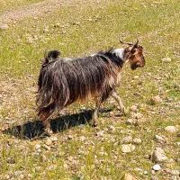 بز داشتی ابست بزغاله