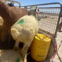 بره شیر قزل افشاروباغینی