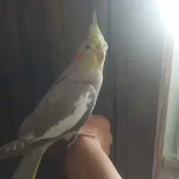 عروس هلندی گم شده