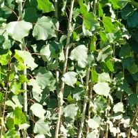 نهالستان انواع  بادام درجه یک شهر نهال|خدمات باغبانی و درختکاری|ملایر, |دیوار