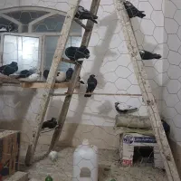۱۹کفتر سینه دمبی