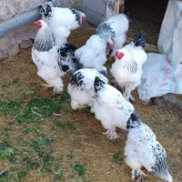 ۳ عدد مرغ برهما و ۴ عدد محلی سالم و جوان ب شرط تخم