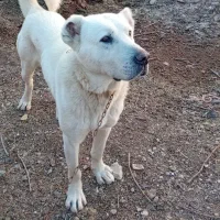 سگ سرابی اصیل