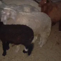 بره گوسفند گاو