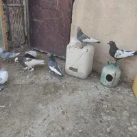 بهبهانی درجه یک|پرنده|شیراز, تندگویان|دیوار