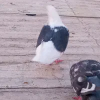 فروش دوتا کبوتر ماده با یه جوجه چای رام|پرنده|الوند, |دیوار