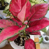 روشی نوین برای نگهداری گل های آپارتمانی|گل و گیاه طبیعی|گرگان, |دیوار