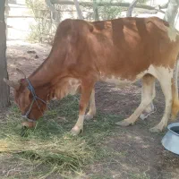 یه راس گاوماده آبستن 6ماهه