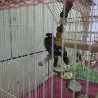 یه جفت عروس ومینا برای فروش