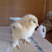 فروش جوجه برهما ودیلگونی