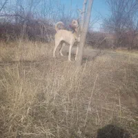 ماده سرابی ۱۲ماهه