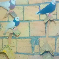 کبوتر|پرنده|بم, |دیوار
