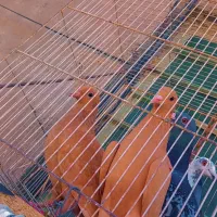 زردکرمونیجوجه