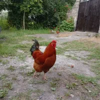 خروس بسیار عالی و سرحال