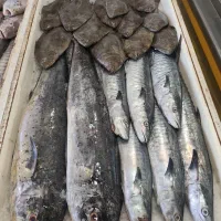 ماهی درجه یک چابهار رسید|ماهی|زاهدان, |دیوار