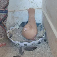نر زرد آلمانی