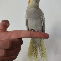 جوجه عروس هلندی۲ ماه|پرنده|بجنورد, |دیوار