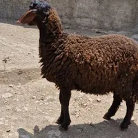 نژاد همو و هترو|حیوانات مزرعه|خرمدره, |دیوار