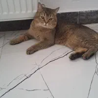اسکاتیش بلک گلد
