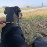 سگ دوبرمن. واگذار|سگ|بندرعباس, |دیوار