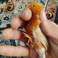 یک جفت فنچ فول اورنج مولد تخم داره
