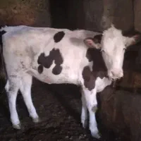 گوساله سمینتال ماده