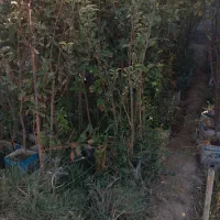 نهال انار|گل و گیاه طبیعی|ماهدشت, |دیوار