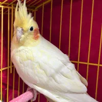 عروس هلندی لیتینو