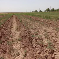 فروش باغ گردوبادام