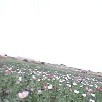 بذر گیاه و گل ابی و صورتی سفید وگل گوجه ای