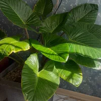 گل بابا ادم