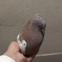 پلاکی و بهبونی و کفتر رایگان|پرنده|شیراز, انجیر|دیوار