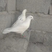 کبوتر پرشی|پرنده|تخت, |دیوار