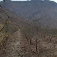 فروش آب وزمین کشاورزی(دامنه،دالانکوه)