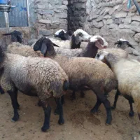 گوسفند شال گاو