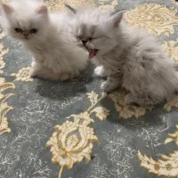 گربه|گربه|جوانرود, |دیوار