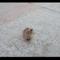 سگ عروسکی   روباهی