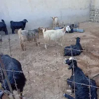 بز داشتی