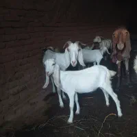 بز شیرا