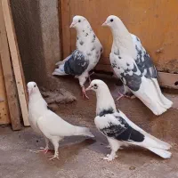 ۵تا جوجه جیر و کناره خیس و بوم ندیده همه چی تموم