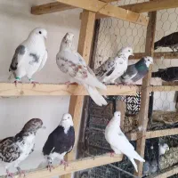 کبوتر پرشی از خالهای مختلف