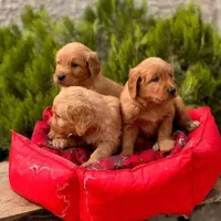 گلدن رتریور|سگ|کرج, عظیمیه|دیوار