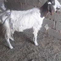 بزدورگ|حیوانات مزرعه|بیرجند, |دیوار