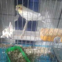 عروس هلندی نر بالغ