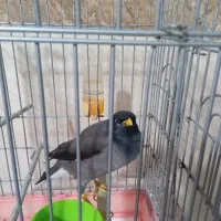 مُرغ مینا (سخن‌گو)