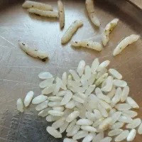 برنج ونیم دانه کامفیروزی و عنبربو درجهیک میخای بیا