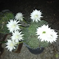 تعدادی گلدان کاکتوس و سانسوریا برای فروش|گل و گیاه طبیعی|بندر گناوه, |دیوار