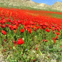 نیاز به یک نفر کارگر خانم