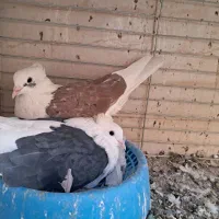 طوقی و پشتار|پرنده|اردکان, |دیوار