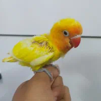 جوجه کتوته سرلاکی